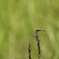 5Rhythmen Osterkurs / Presence in Movement